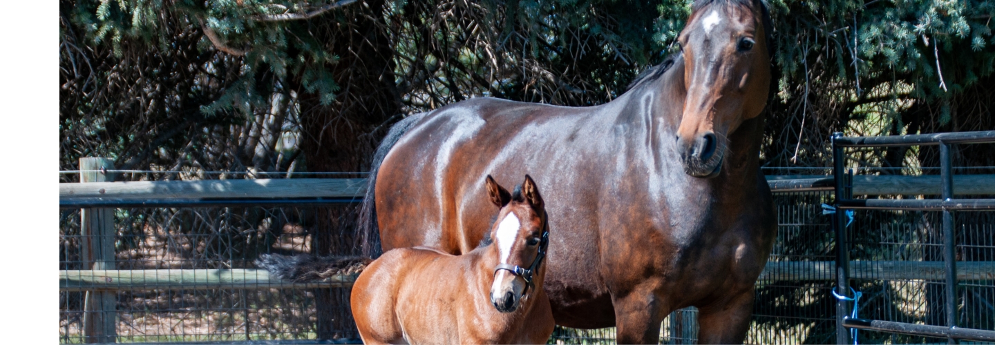 Name the Foal,<br>presented by TELUS