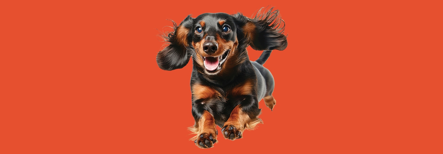 Interested in participating in<br>our Dachshund Race?
