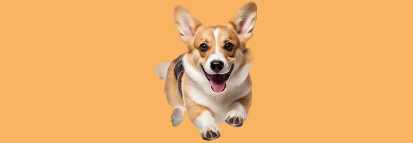 Interested in participating in<br>our Corgi Races?