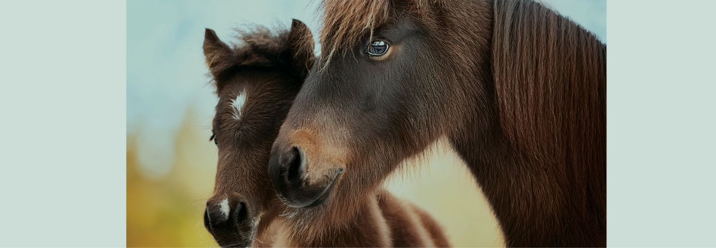 Say hello to Spruce Meadows� mini horses, Ricky & Bobby