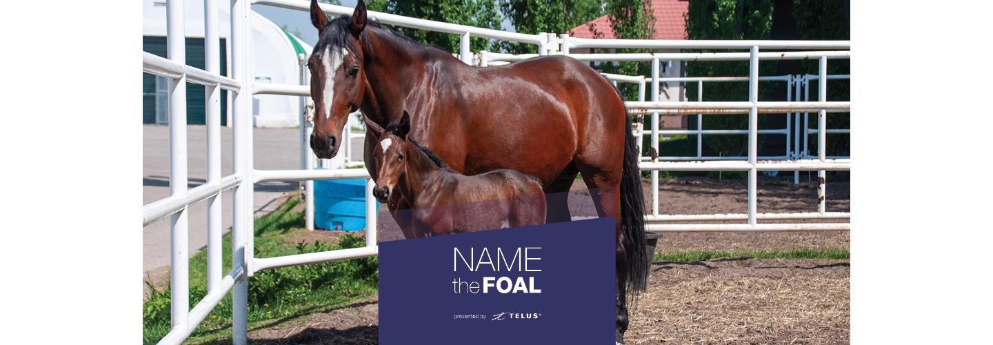 Name the Foal, presented by TELUS