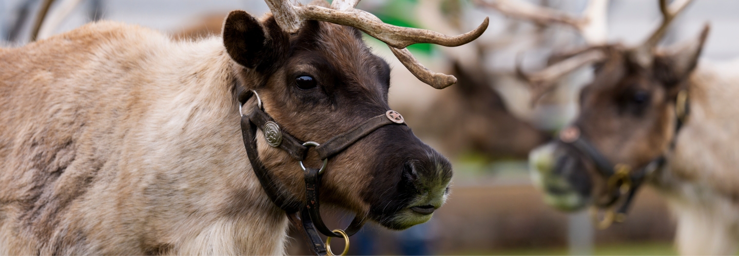Reindeer Visits