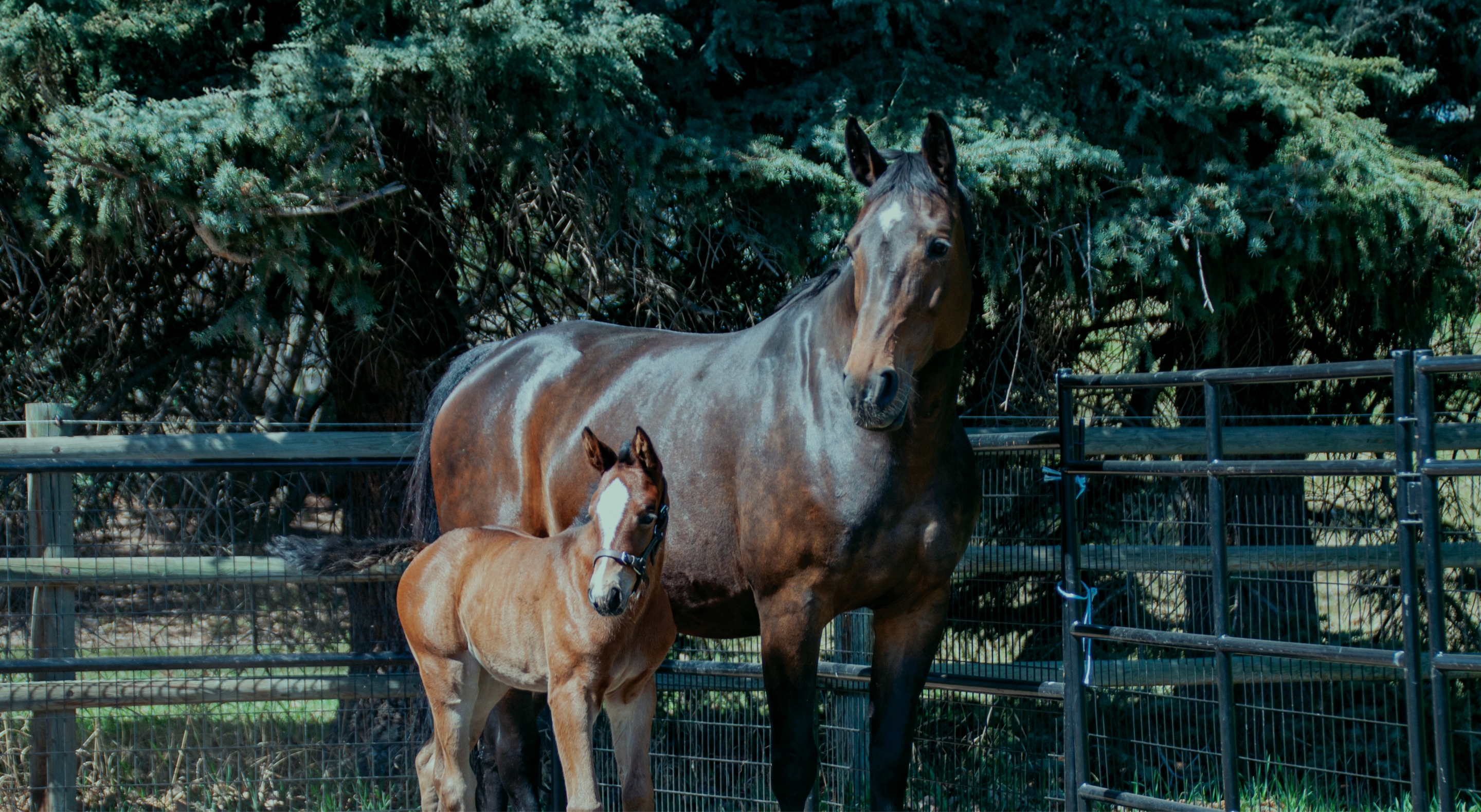 Name the Foal,<br>presented by TELUS