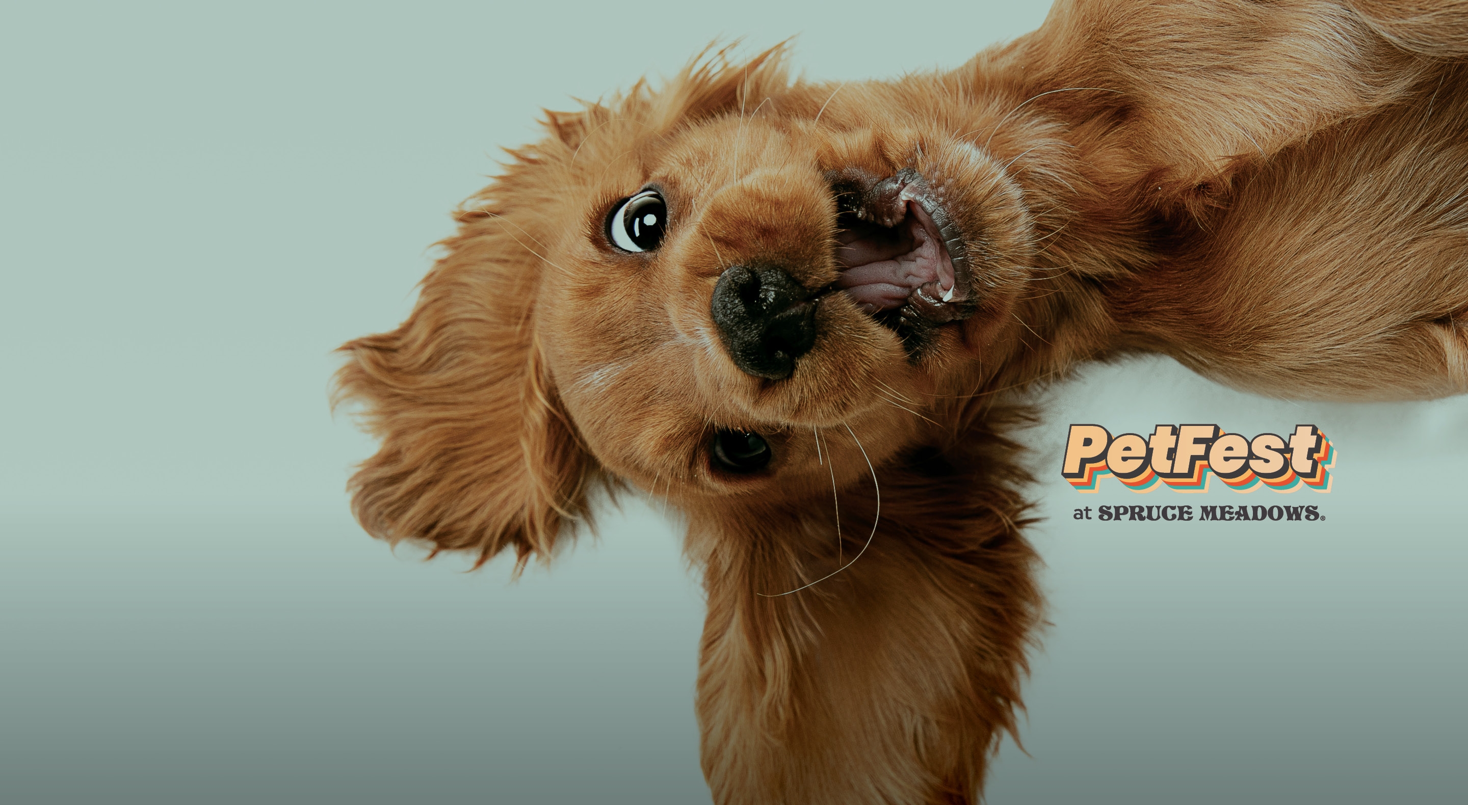 PetFest<br>April 24�26