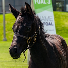 Name the Foal, <br>presented by TELUS