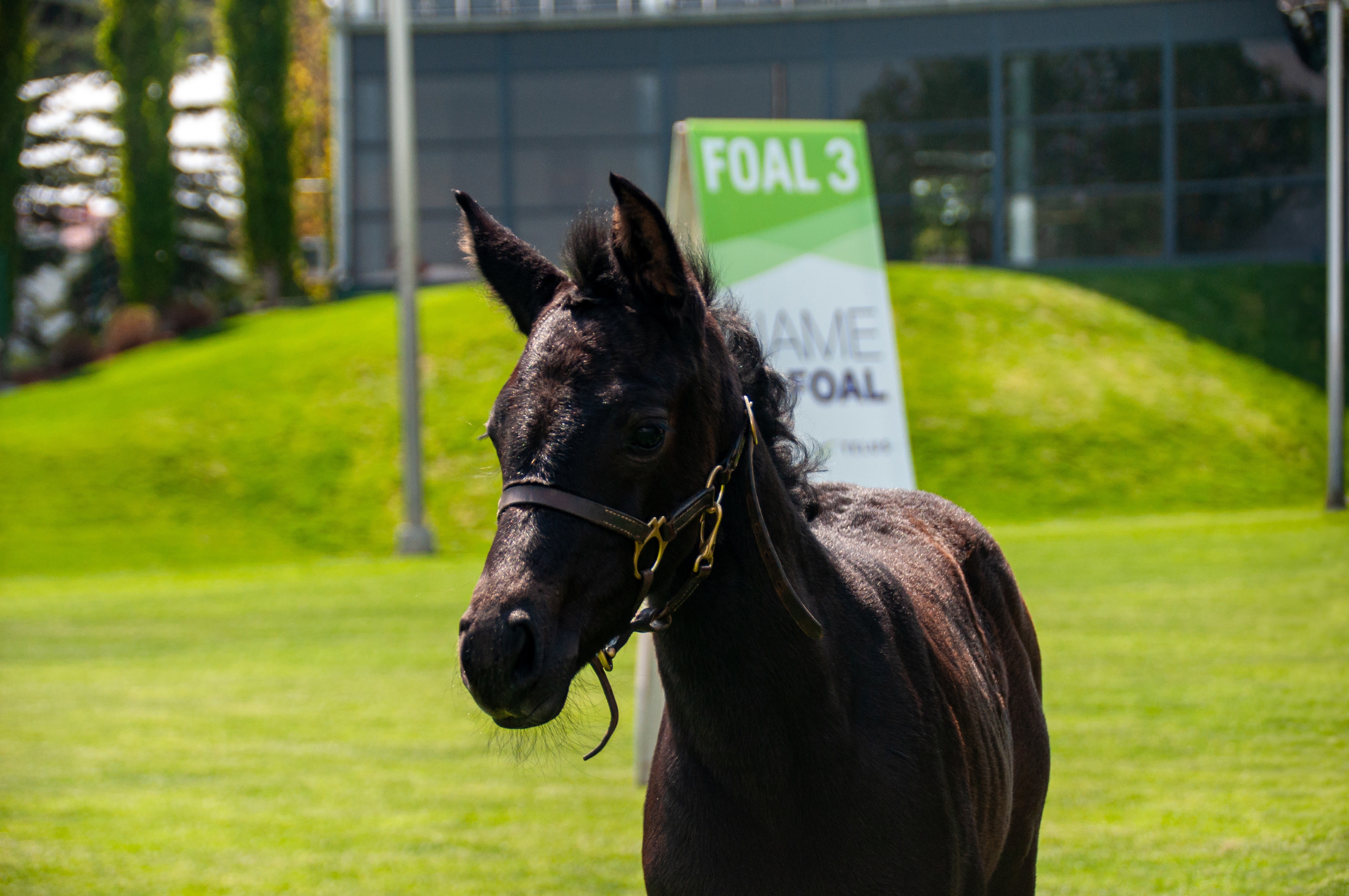 Name the Foal,<br>presented by TELUS
